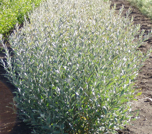 Salix' Powderface Willow