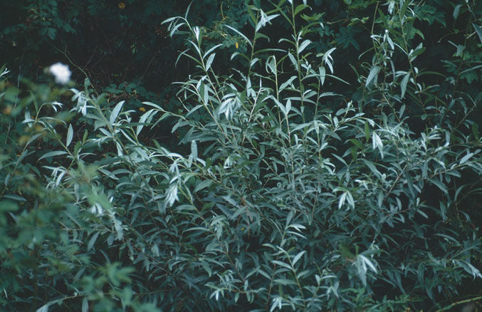 Salix' Silver Leaf/Silky Willow