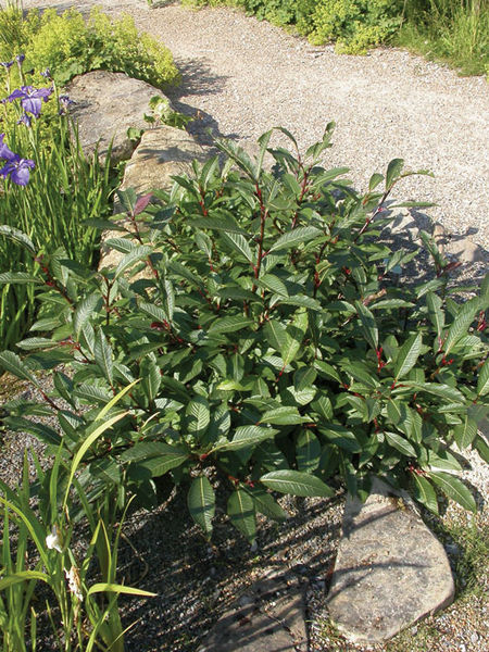 Salix' Bebb or Beaked Willow