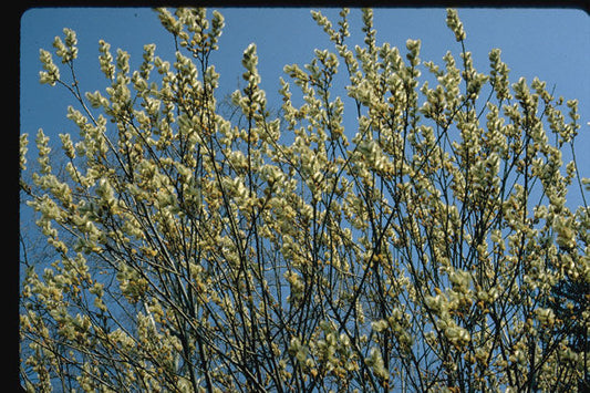 Salix' Marquette French Pussy Willow