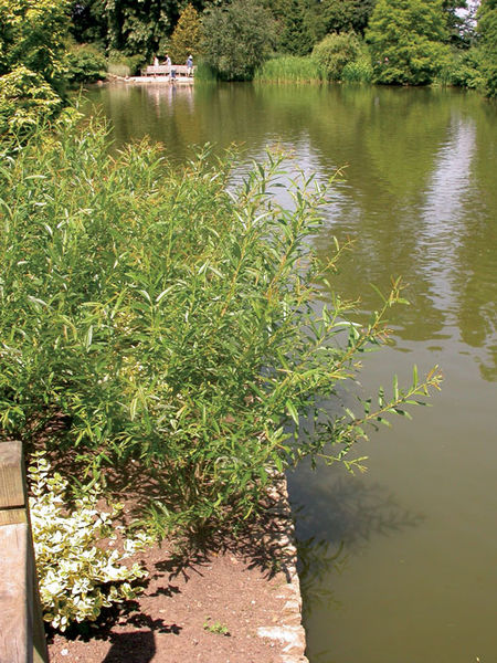 Salix' Coyote Willow