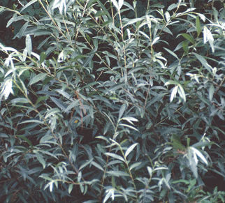 Salix' Sandbar Willow