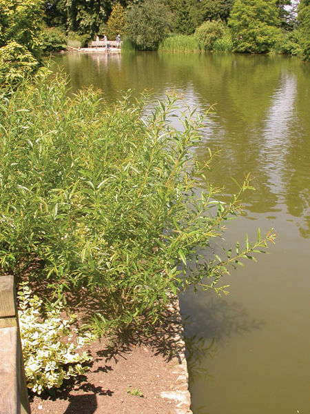 Salix' Shining Willow