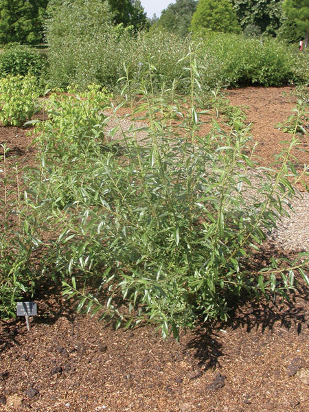 Salix' Yellow Willow