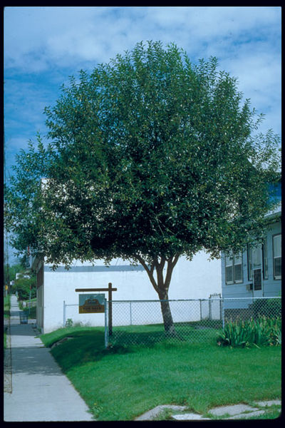 Salix' Laurel Leaf Willow Tree