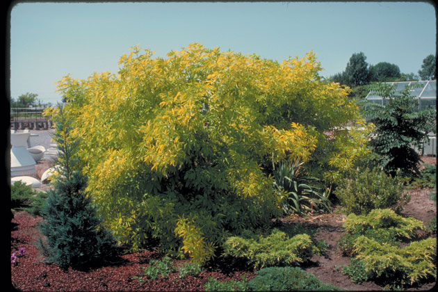 Sambucus' Golden Elder