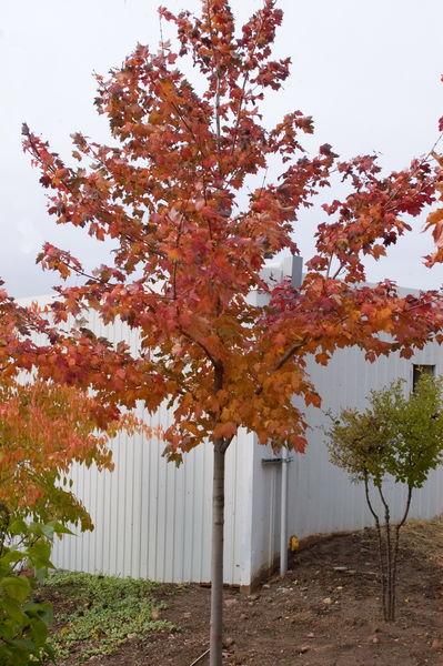 Acer' Scarlet Jewel™ Maple Tree