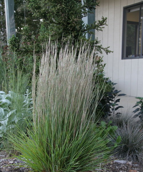 Schizachyrium' Prairie Munchkin Little Bluestem Grass