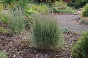 Schizachyrium' The Blues Little Bluestem Grass