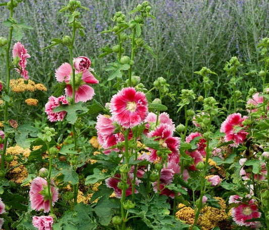 Alcea Rosea' Fiesta Time Specialty Hollyhock