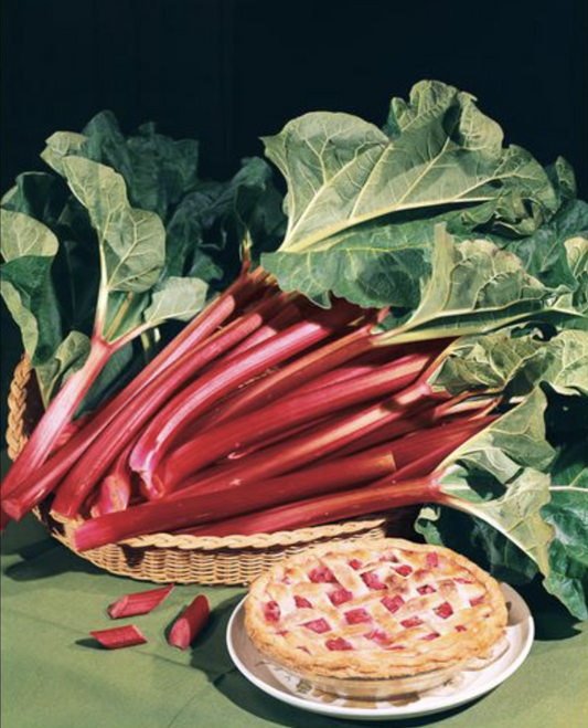 Rheum' Canada Red Rhubarb