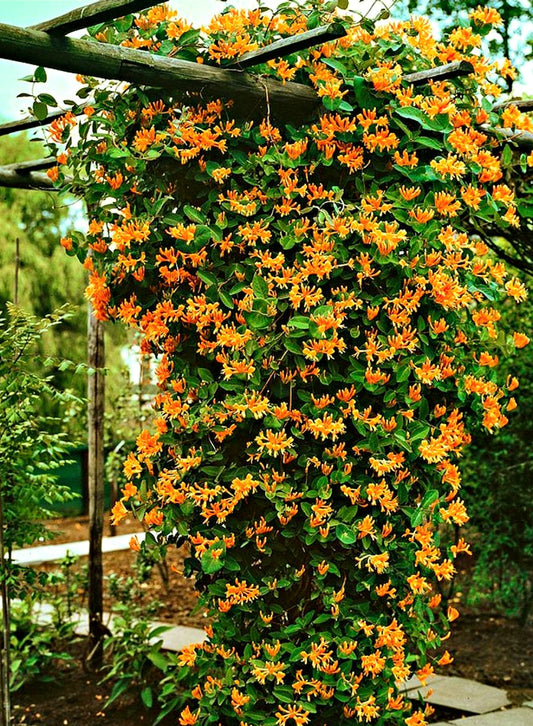 Lonicera' Mandarin Honeysuckle Vine