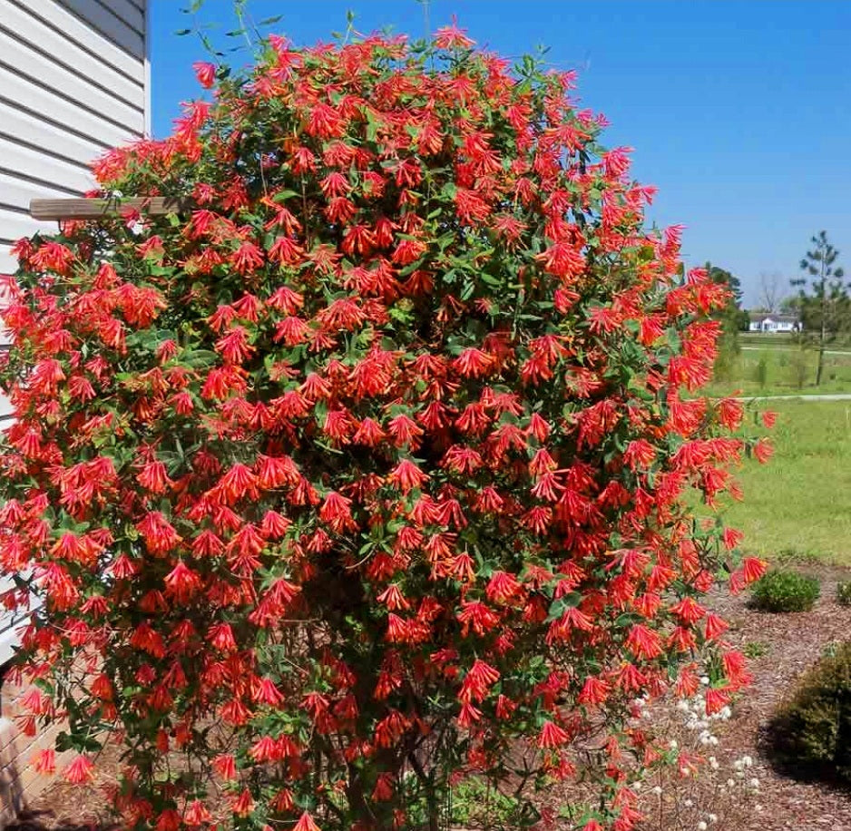 Lonicera' Dropmore Scarlet Honeysuckle Vine