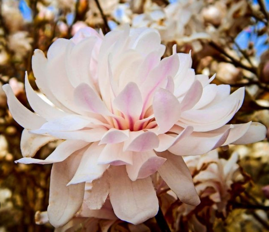 Magnolia' Centennial Blush™