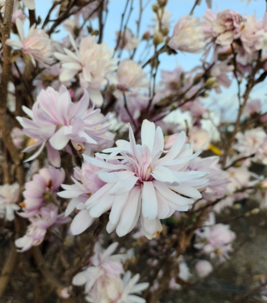 Magnolia' Centennial Blush™