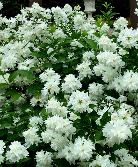 Philadelphus' Minnesota Snowflake Mock Orange