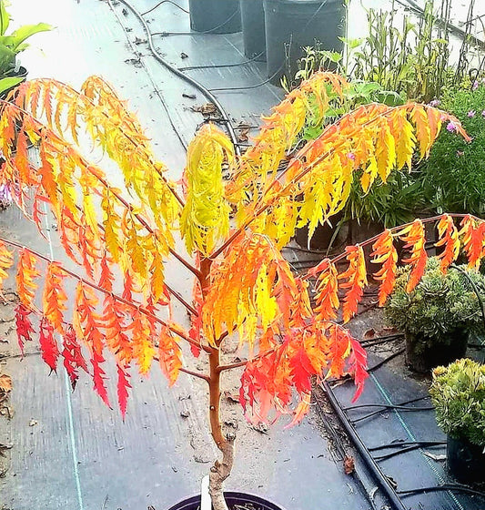 Rhus' Tiger Eyes® Staghorn Sumac