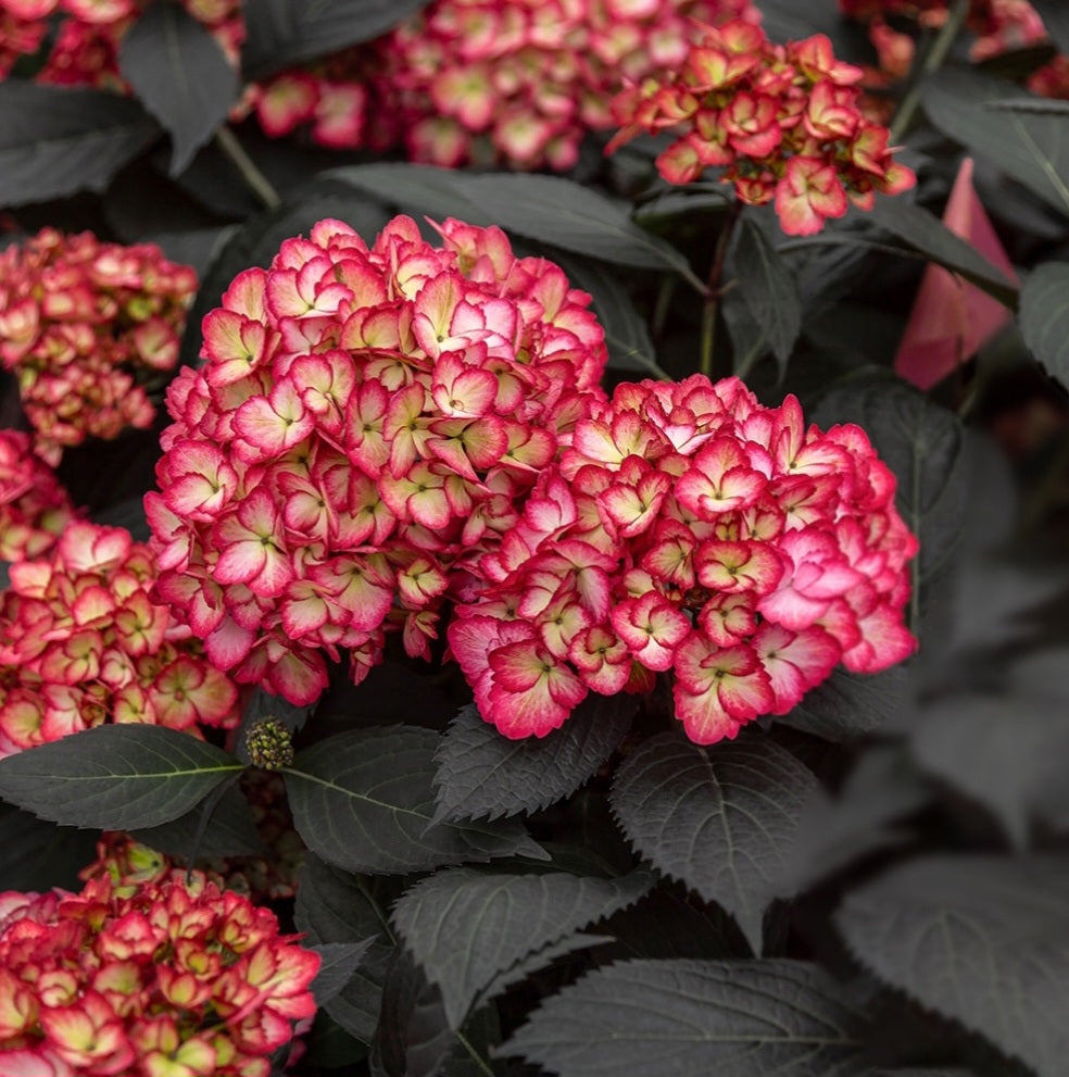 Hydrangea' Eclipse®