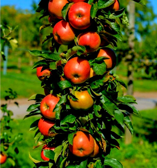 Malus' Urban® Blushing Delight™ Columnar Apple Tree