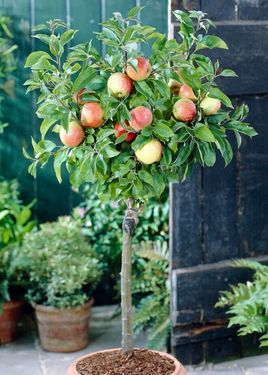 Malus' Super Dwarf Pink Lady Apple Tree