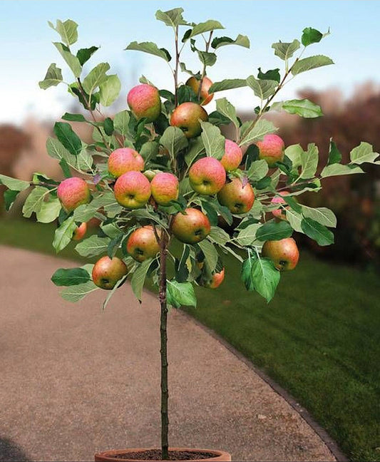 Malus' Super Dwarf Liberty Apple Tree