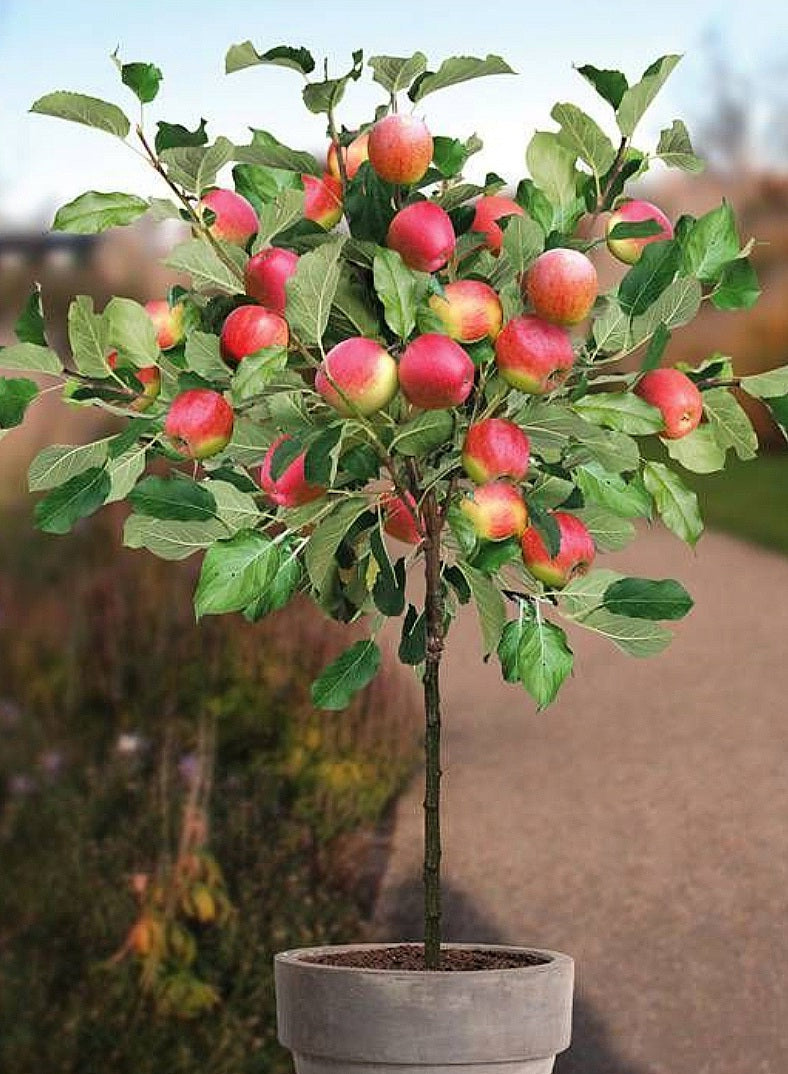 Malus' Super Dwarf Spartan Apple Tree