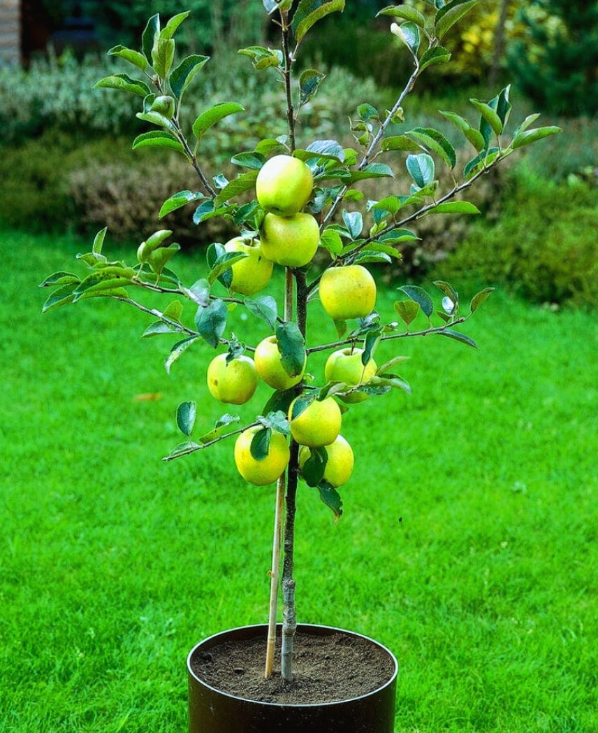 Malus' Super Dwarf Granny Smith Apple Tree