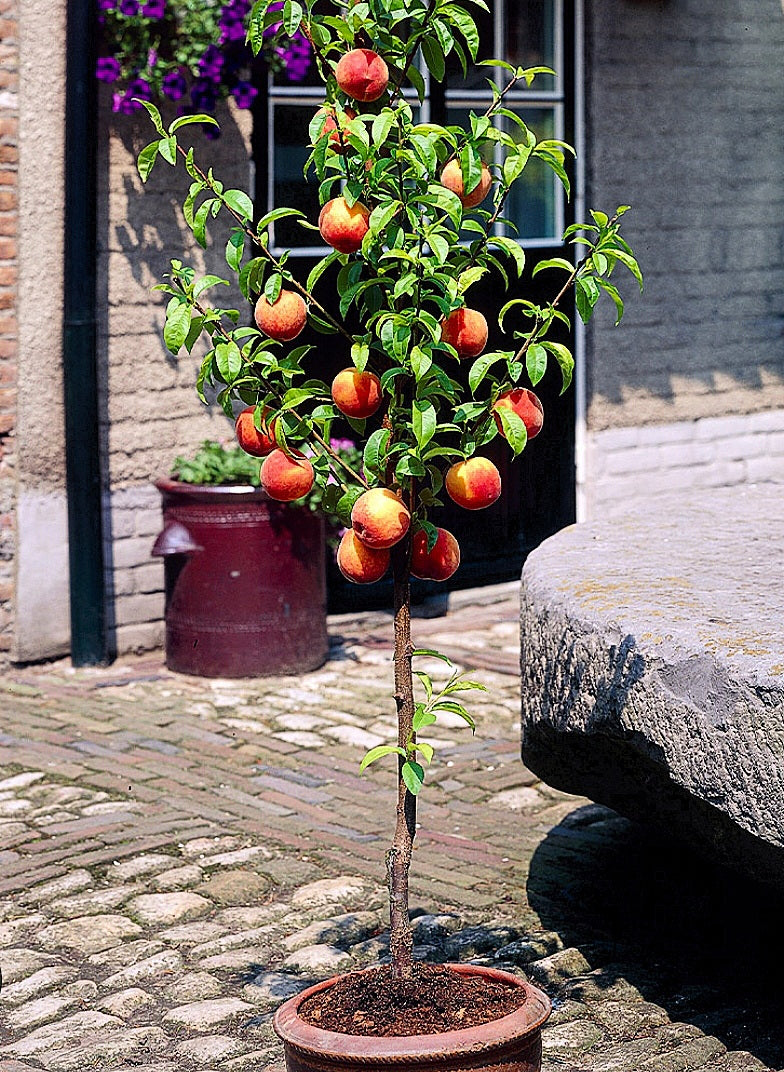 Malus' Super Dwarf Gravenstein Apple Tree