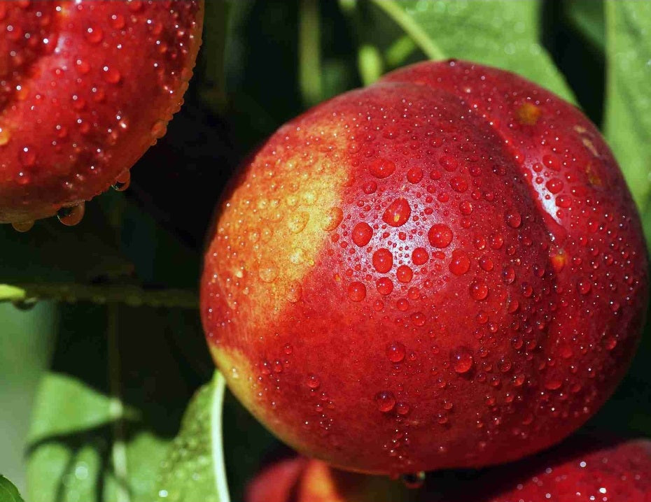 Prunus' Flavortop Dwarf Nectarine Tree