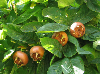 Mespilus' Medlar Tree