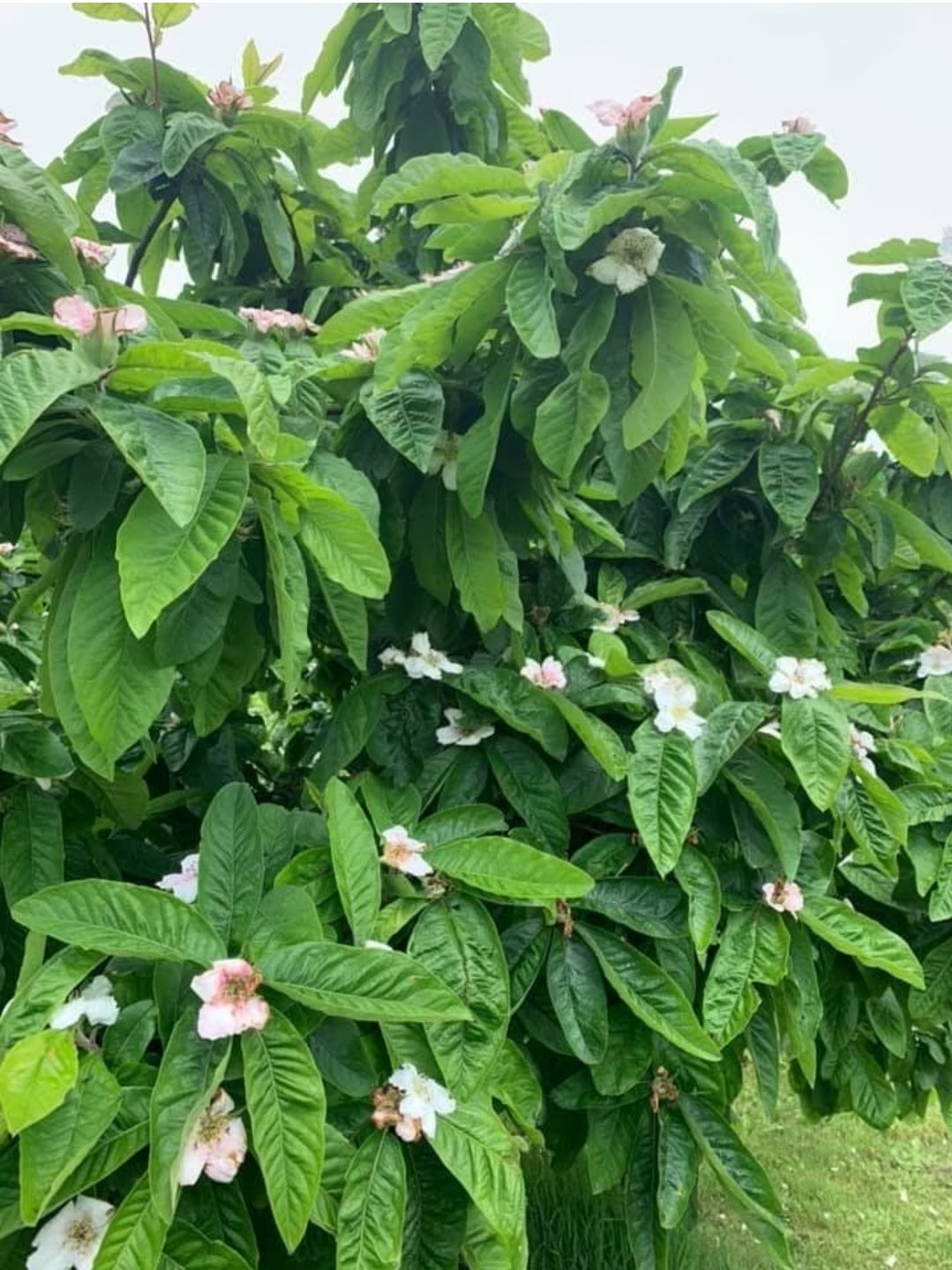 Mespilus' Medlar Tree