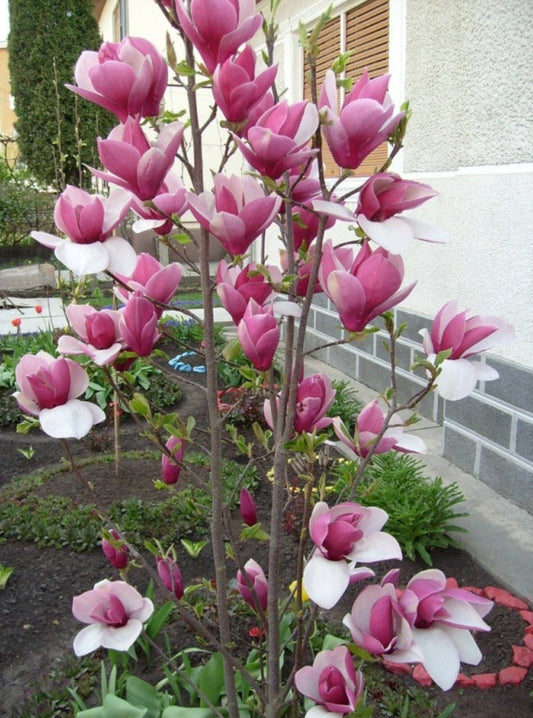 Magnolia' Rustica Rubra