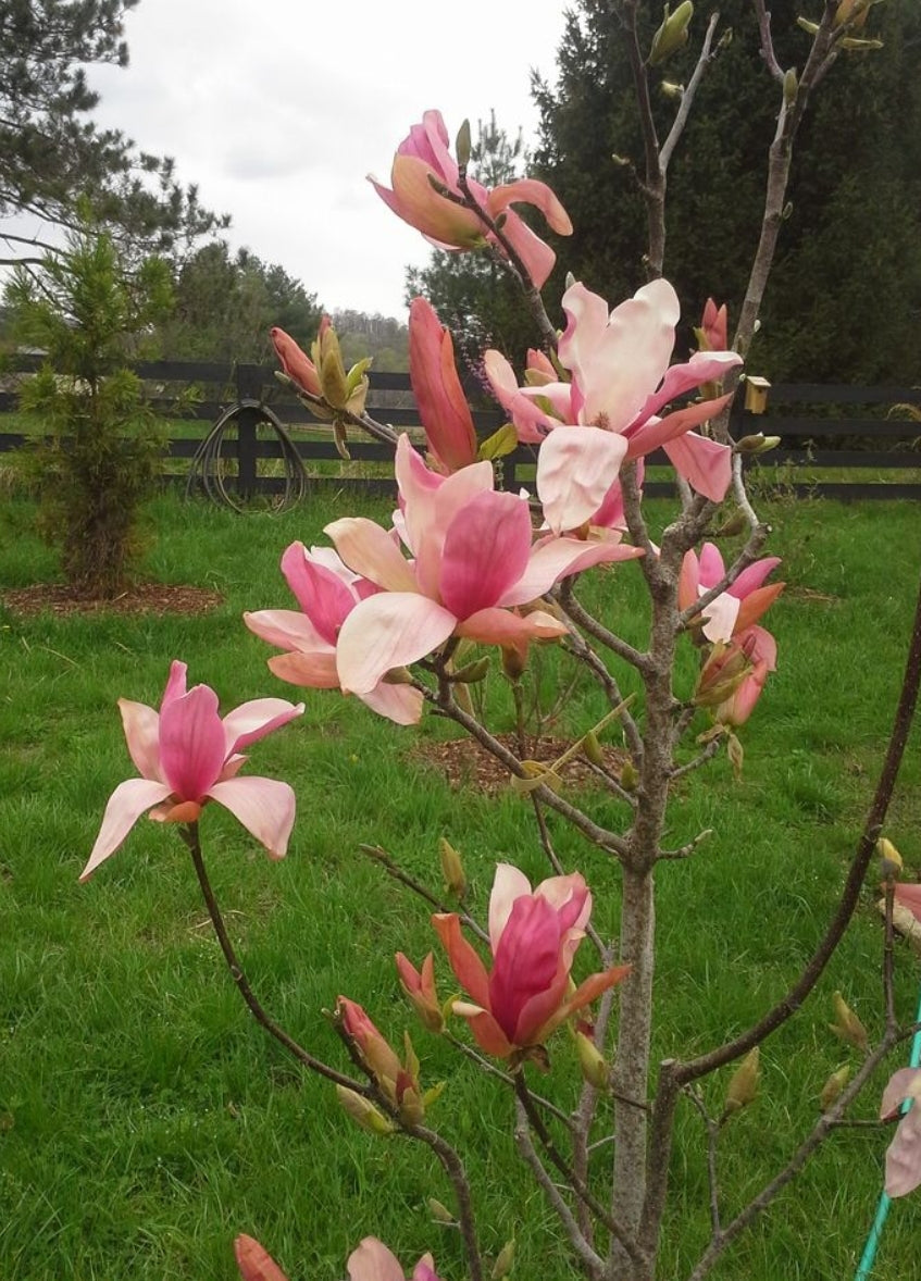 Magnolia' Daybreak (Columnar)