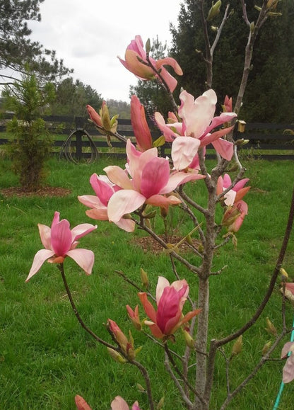 Magnolia' Daybreak (Columnar)