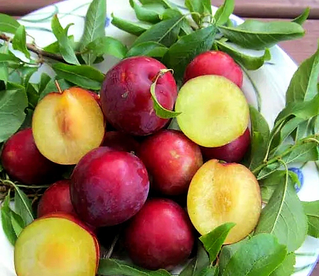 Prunus' Beauty Dwarf Plum Tree