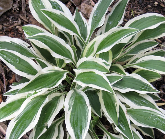 Hosta' White Dove