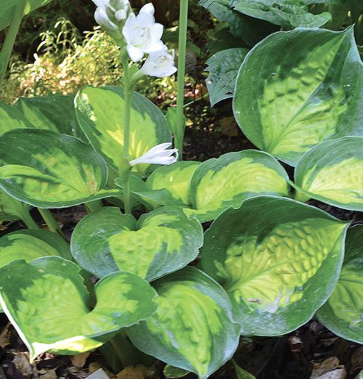 Hosta' Sunset Groove Hosta