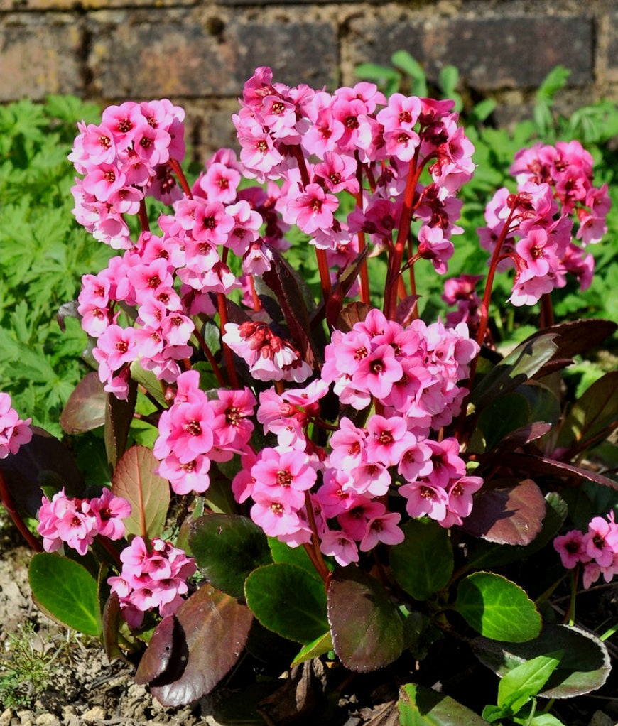 Bergenia' Spring Fling