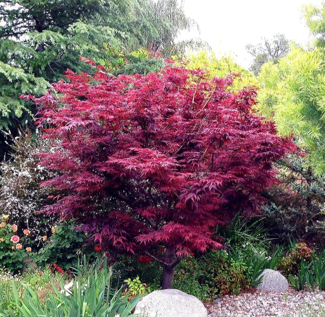 Acer' Red Leaf Japanese Maple Tree