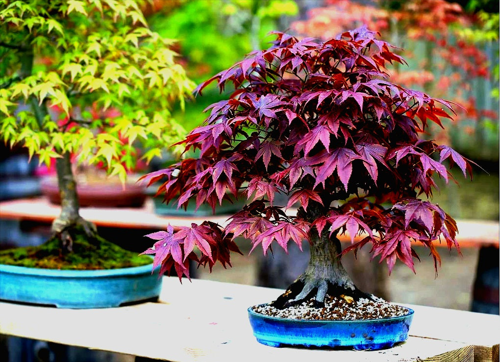 Acer' Red Leaf Japanese Maple Tree