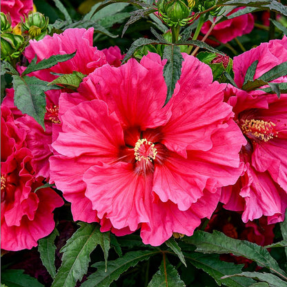 Hibiscus' Watermelon Ruffles (Hardy/Perennial)