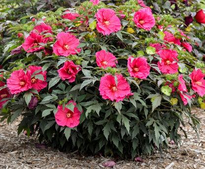 Hibiscus' Watermelon Ruffles (Hardy/Perennial)