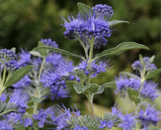 Caryopteris' Dark Knight Bluebeard