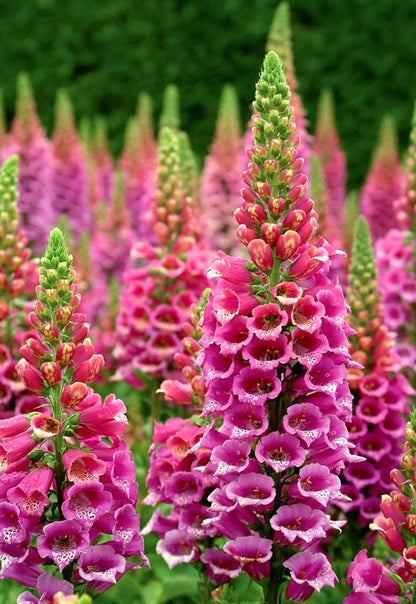 Digitalis' Candy Mountain Specialty Foxglove