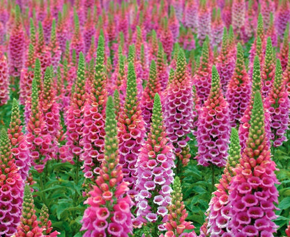 Digitalis' Candy Mountain Specialty Foxglove