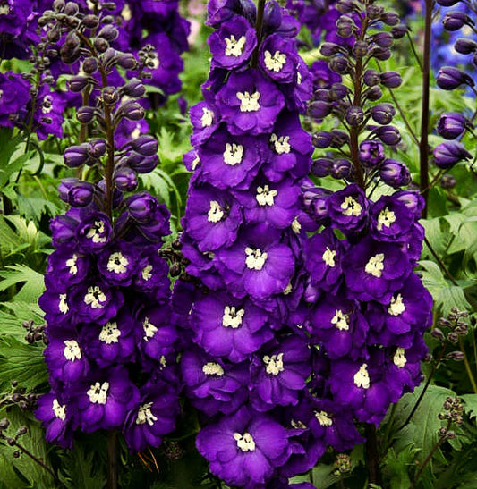 Delphinium' Purple Passion Specialty Delphinium