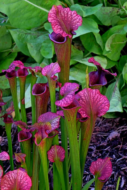 Sarracenia' Conversation Piece Pitcher Plant