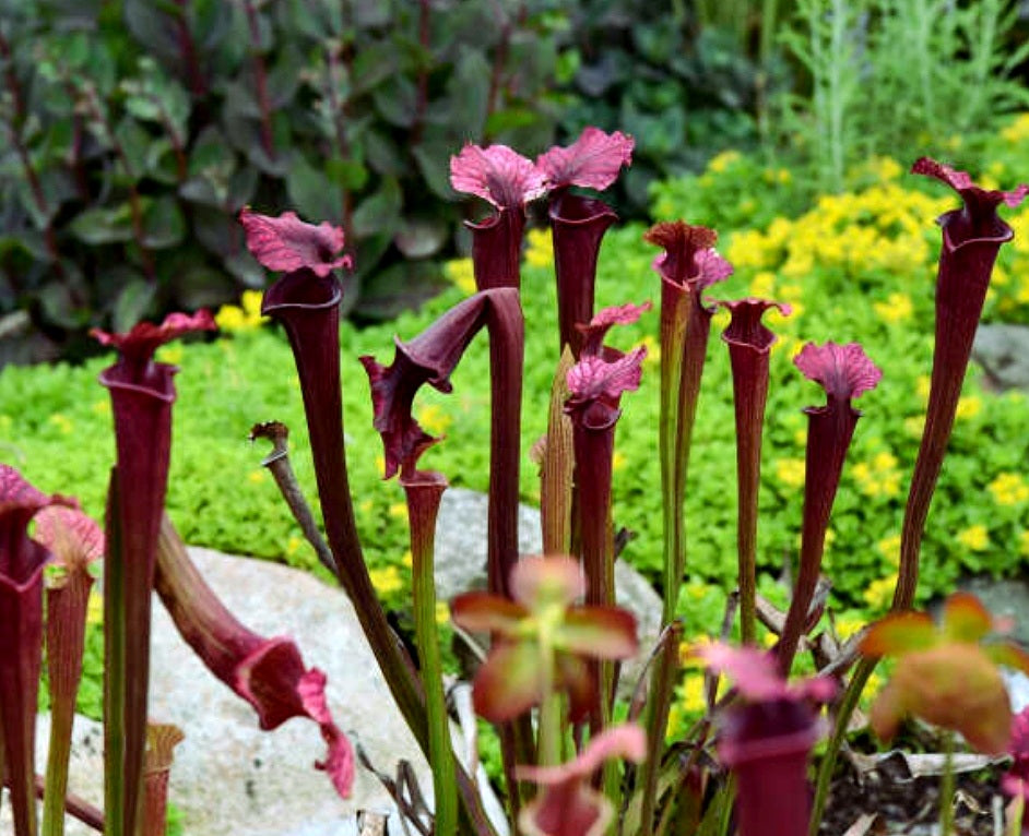 Sarracenia' Conversation Piece Pitcher Plant