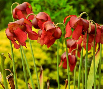 Sarracenia' Conversation Piece Pitcher Plant