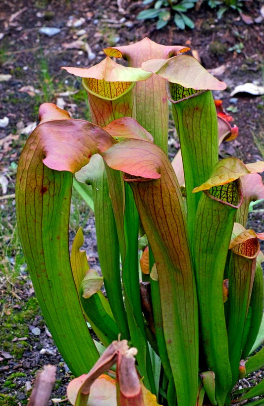 Sarracenia' Bug Bat Pitcher Plant